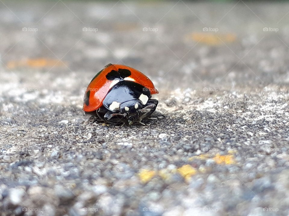 ladybug