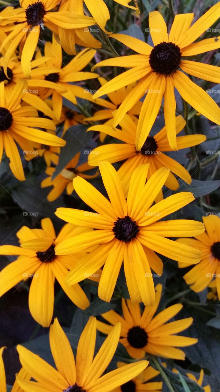 Close-up of yellow black-eyed susan flowers