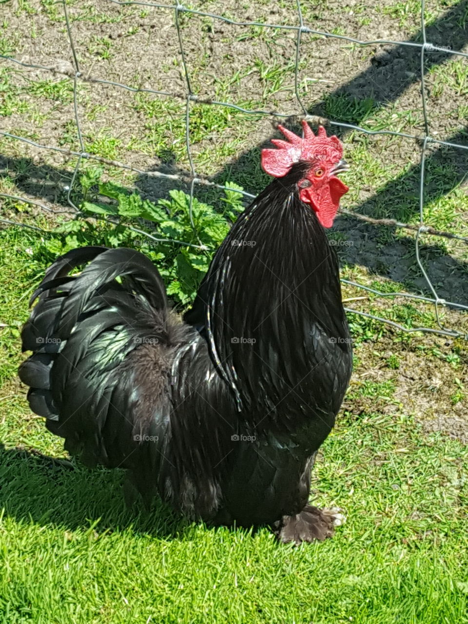 chicken in black