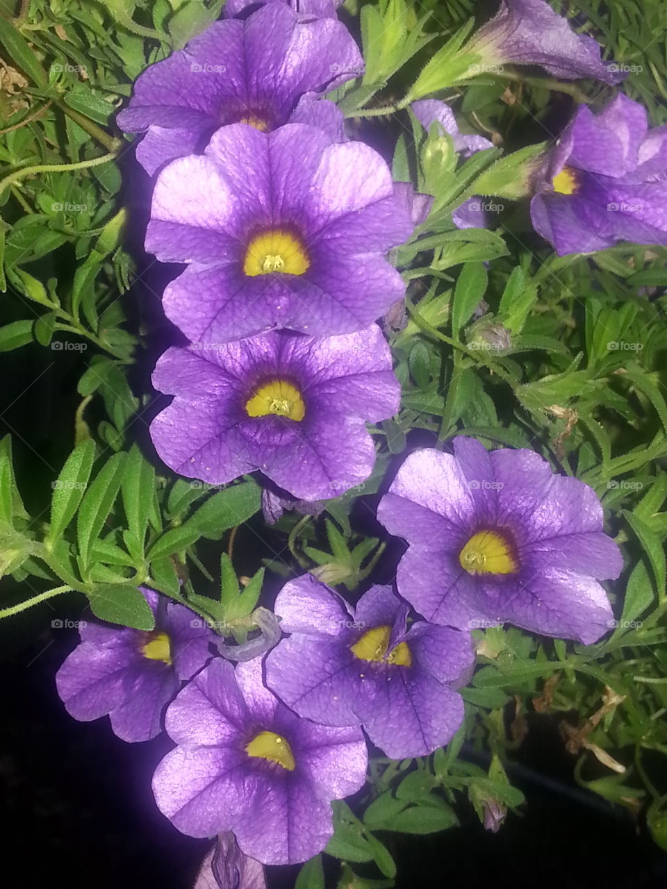 Violet Cascade