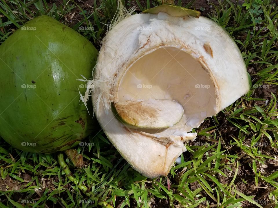 Coconut fruit