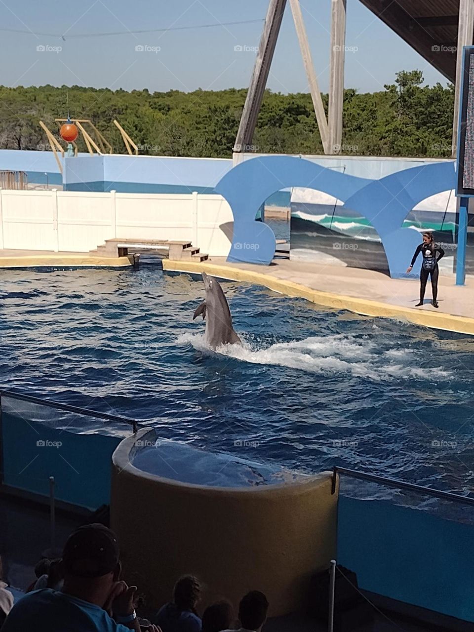 dolphin Tricks