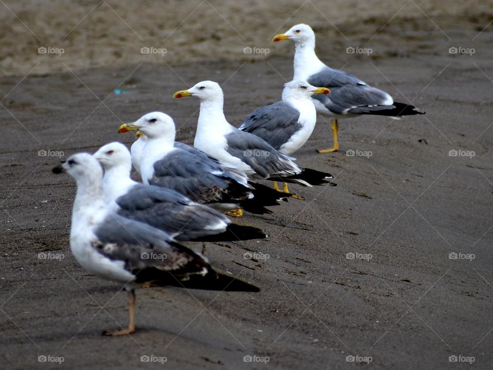 seagulls