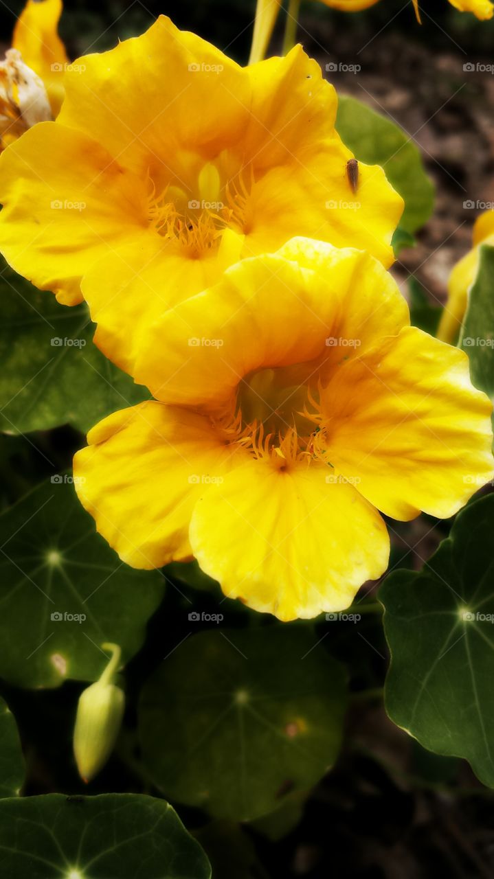 Nasturtium. Yellow Flower