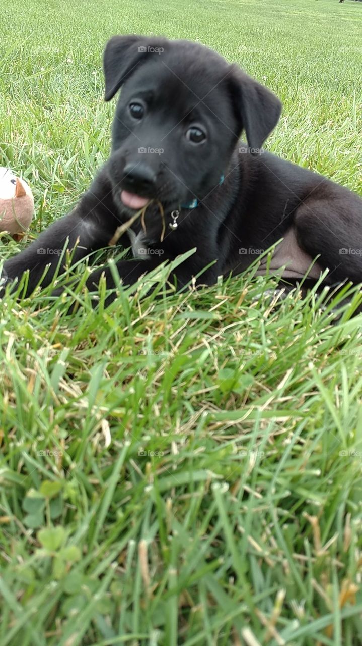 cute dog in the grass