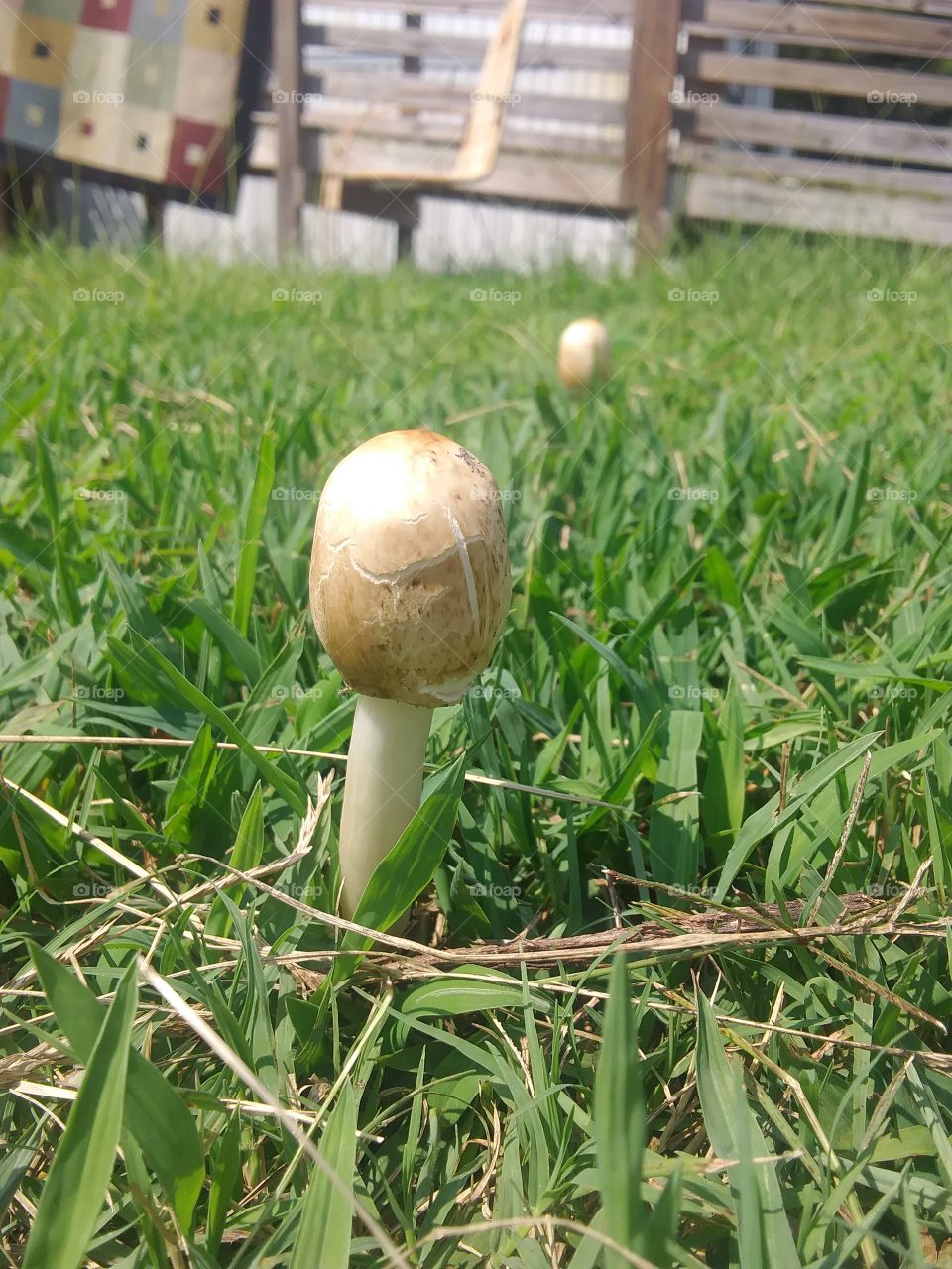 tee off with a mushroom