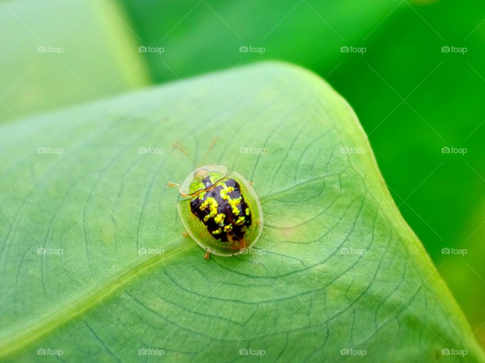 goldenbug