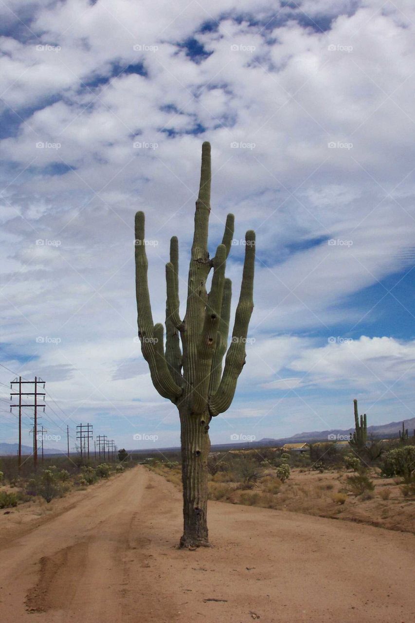 Cactus