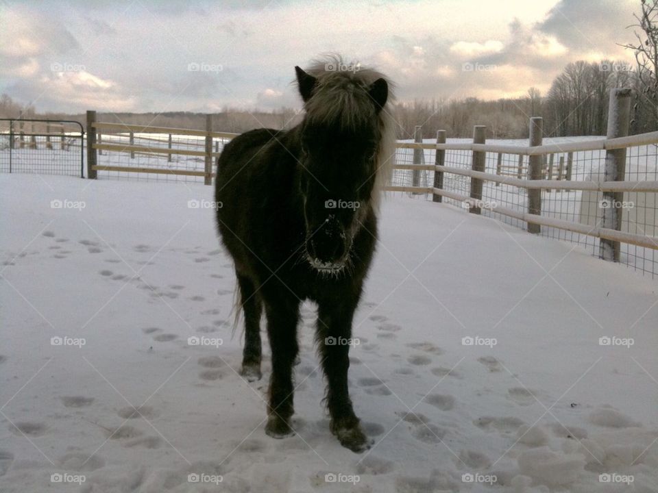 Pony in snow
