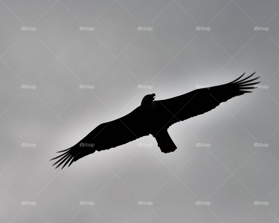 Bald Eagle silhouette