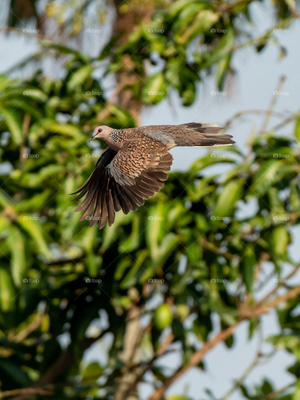 Cute capture of bird flight