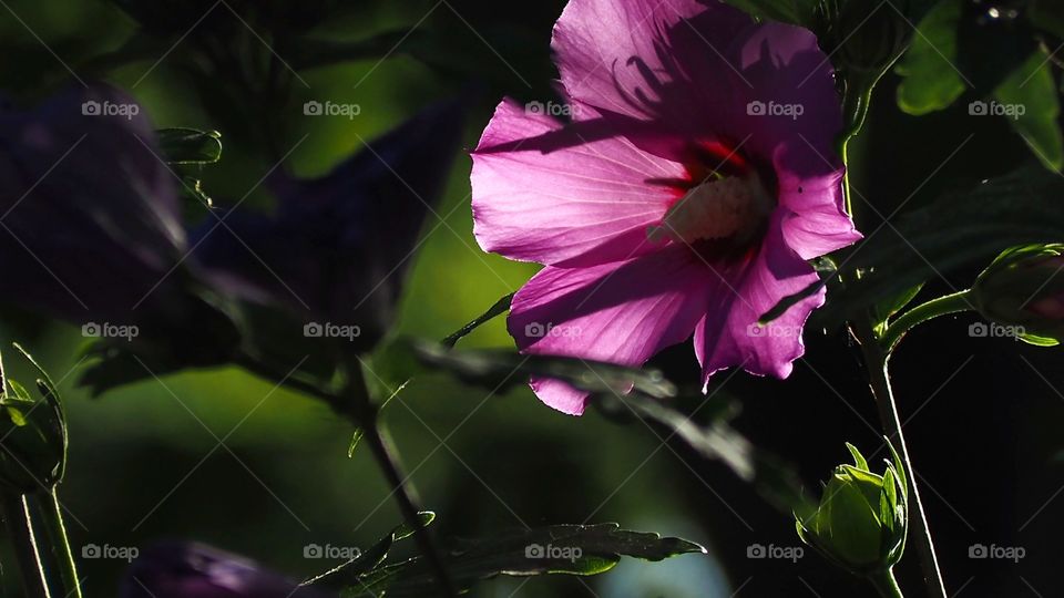 Primeros rayos de sol
First sunbeams