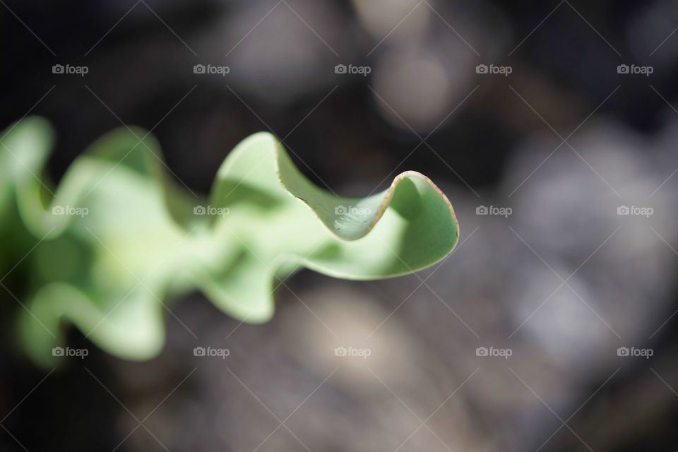 Leaf, Flora, Blur, Nature, Cactus