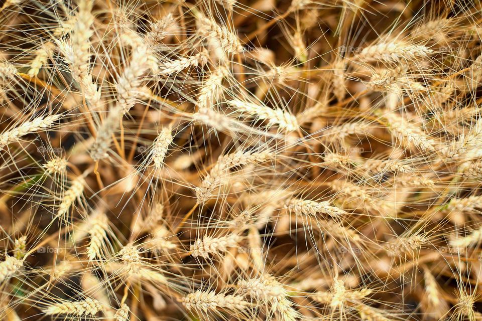 wheat background