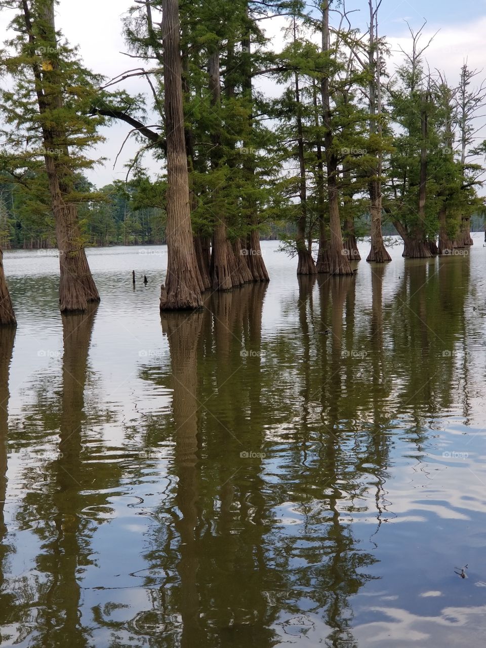 Cypress Trees in the Lake