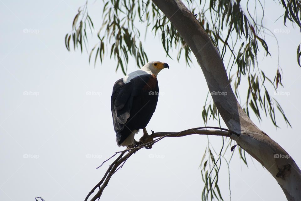 A fish eagle 