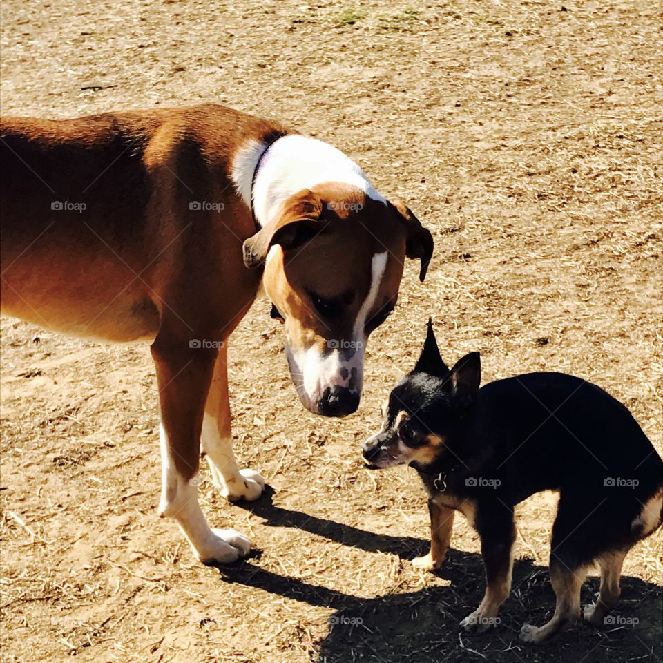Large & Tiny Dog friends