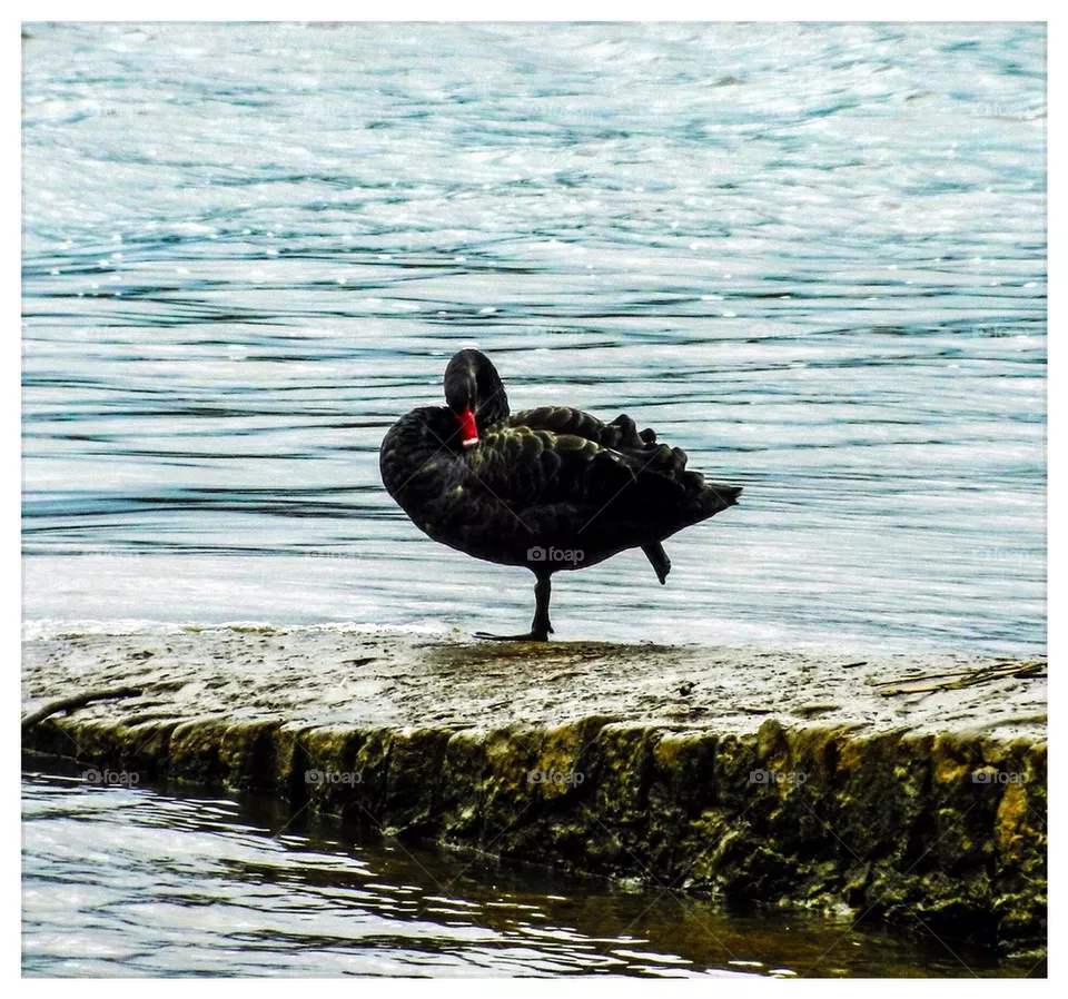 Black swan
