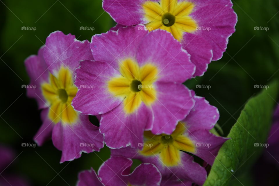 pink and yellow flowers