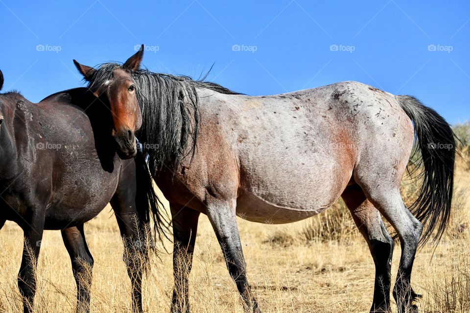 Pregnant wild mustang mare in the High Sierra Mountains of Nevada 