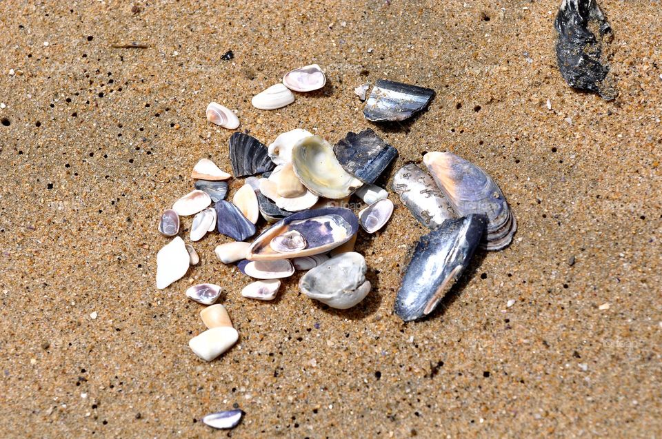 Seashells