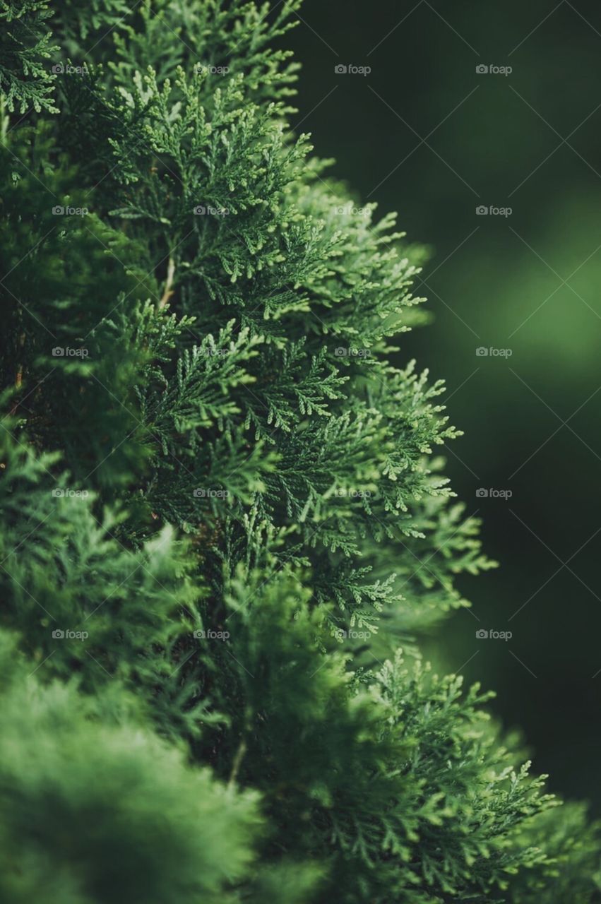 Plants look after us if we look after them