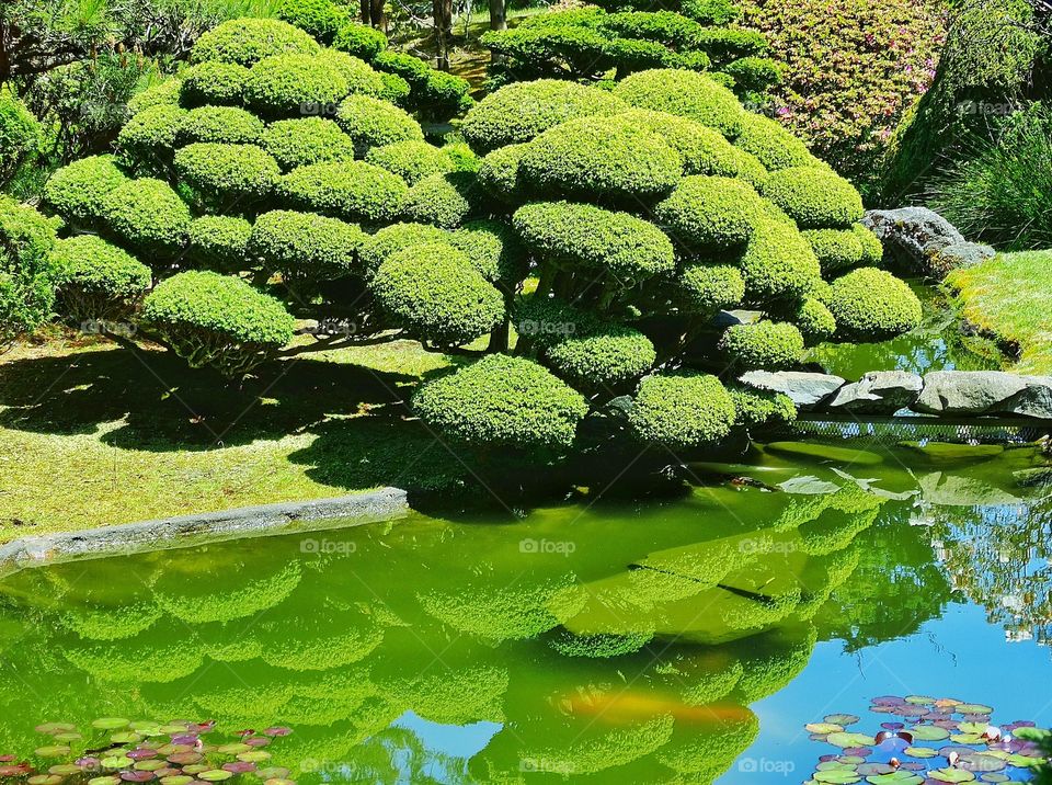 Manicured Japanese Garden. Green Topiary In Serene Japanese Tea Garden
