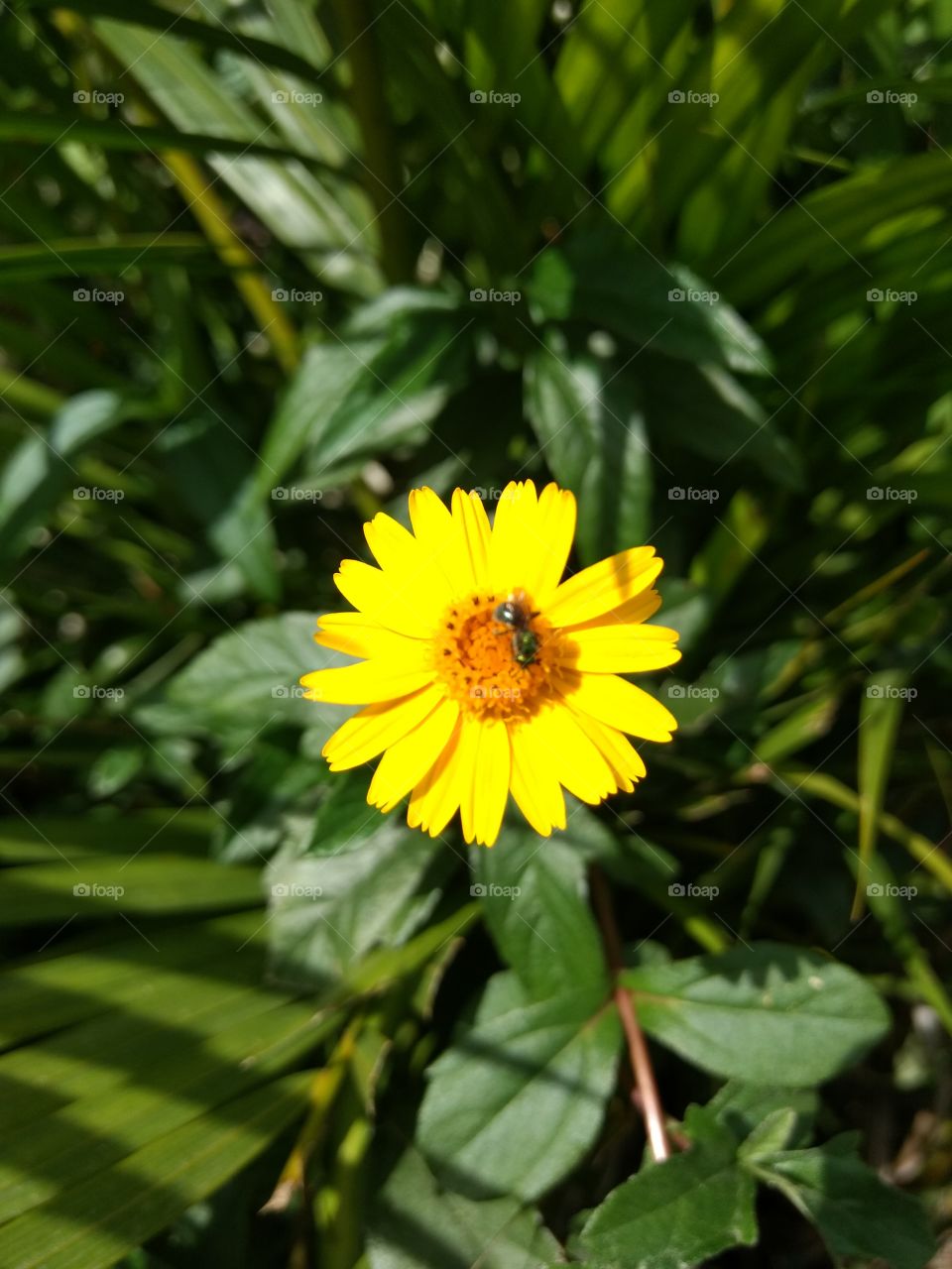 Yellow daisy