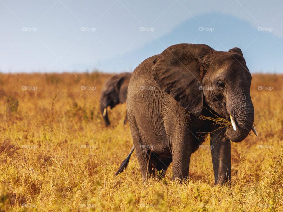 Ngorongoro Crater, Tanzania, wildlife, pictures