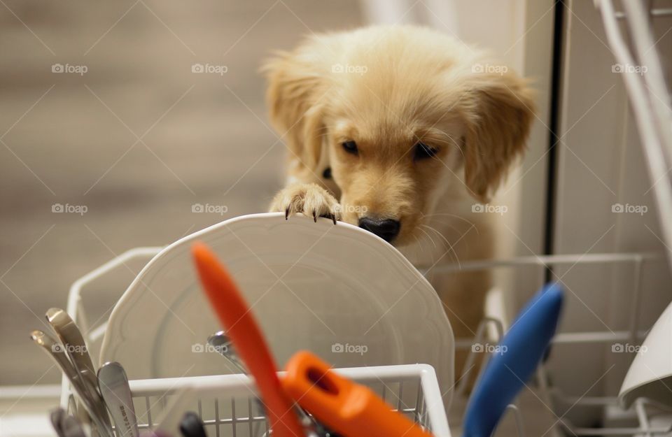 Dishes and Puppy