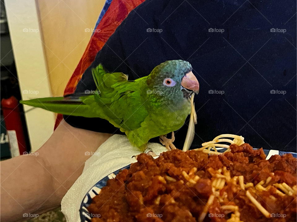Green Conure parrot tasting a spaghetti noodle.