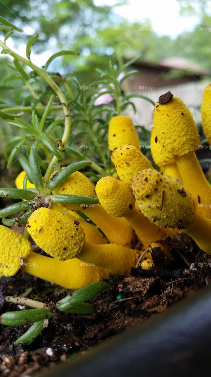 yellow mushrooms