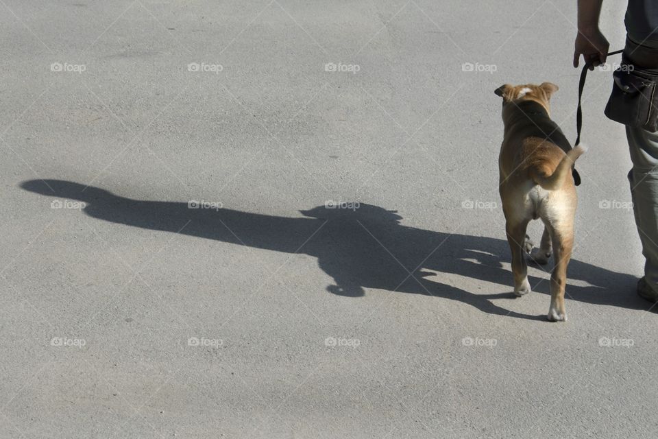 Dog shadow