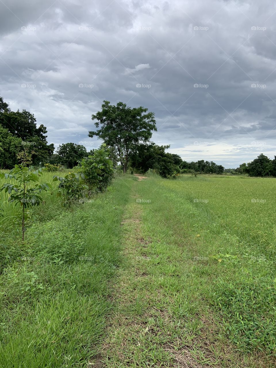 The stories of the nature, Countryside (Thailand)