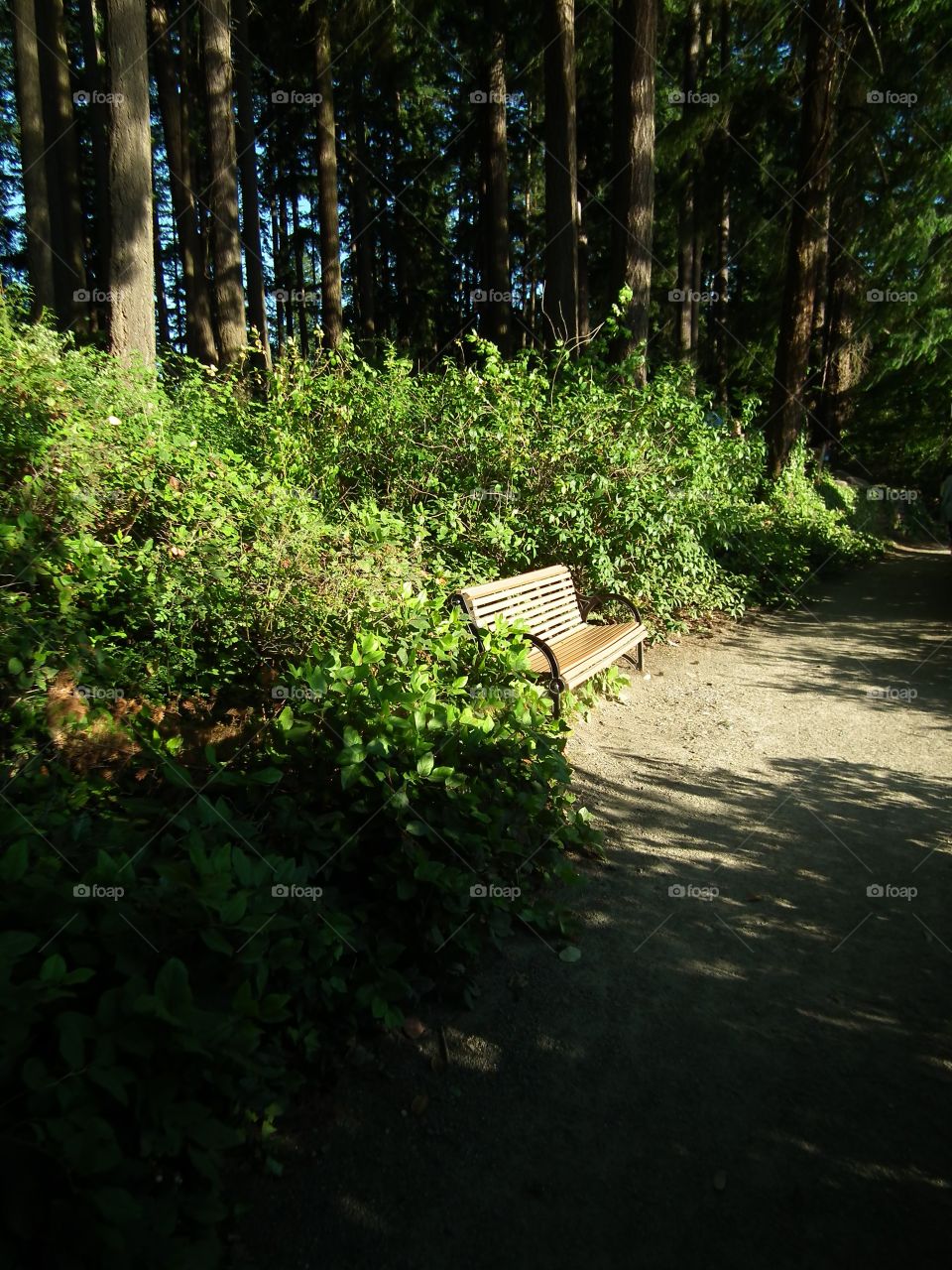 bench