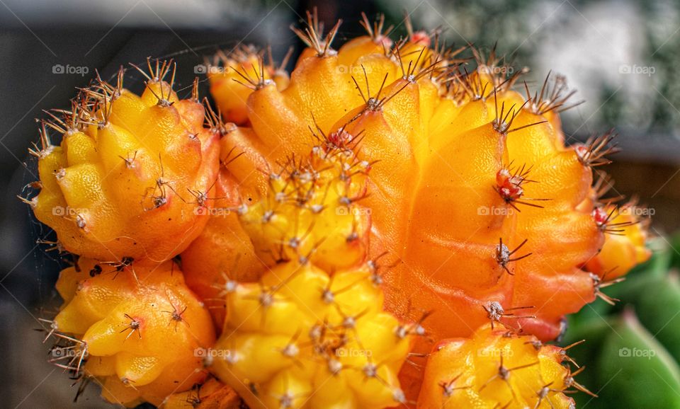Close up shot of a grafted cactus