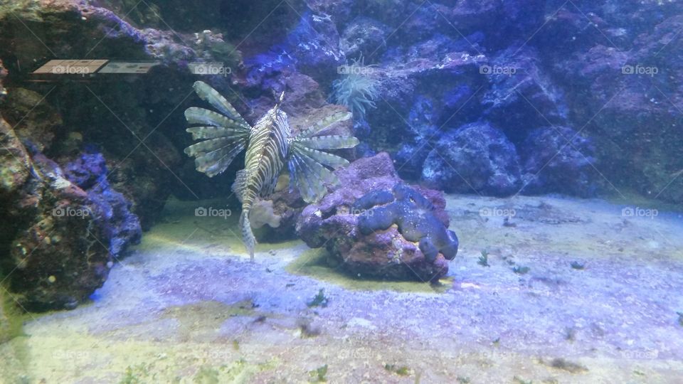 lion fish
