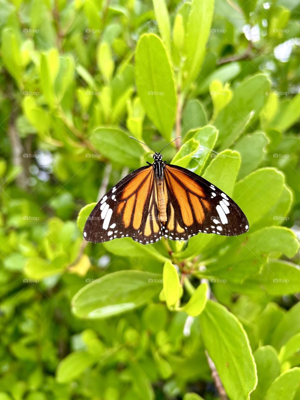 Butterfly on Sri Lanka