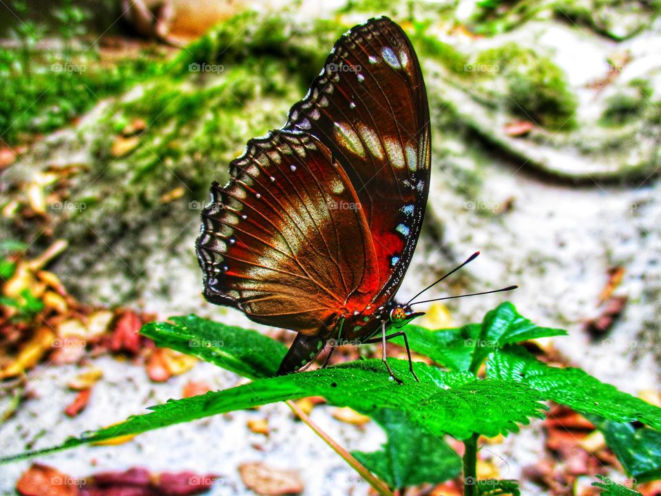 Beautiful butterflies perched on green leaves