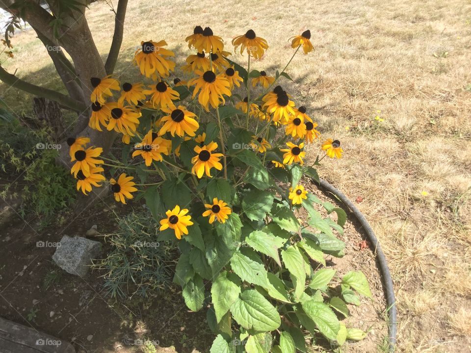 Sunflowers in the garden 