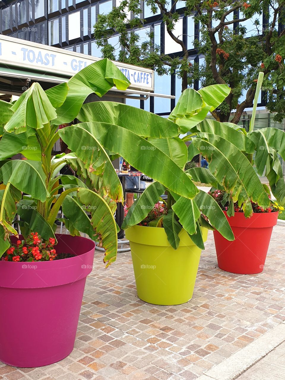 Plants in colorful pots