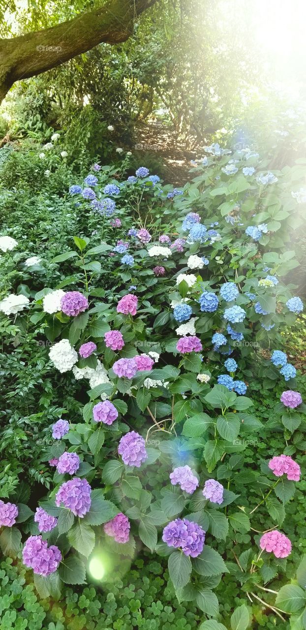 Sun Shining Down on Flowers