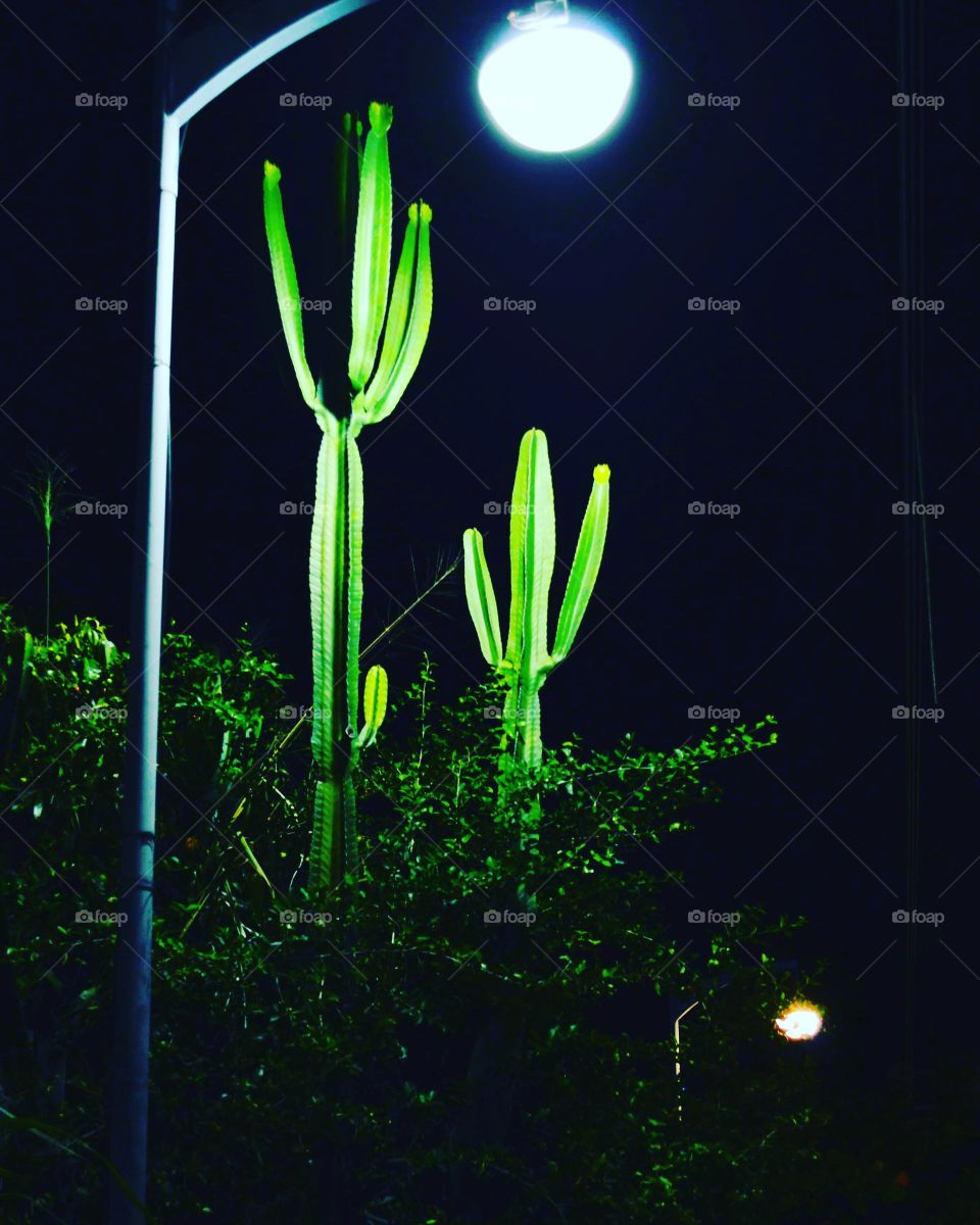 O Cactos e a noite