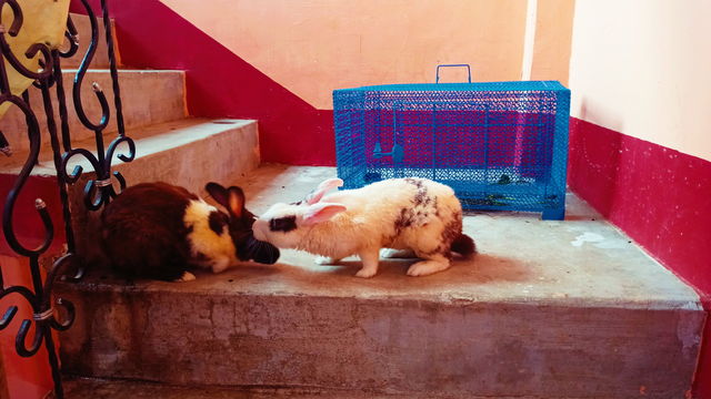 Rabbit India