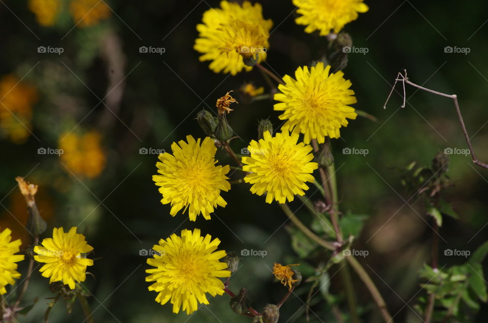 yellow flowers