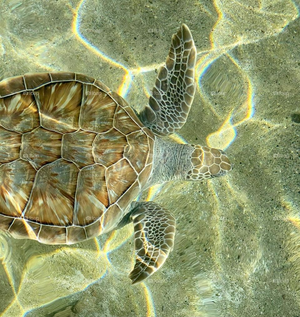 A green sea turtle swimming thru the water