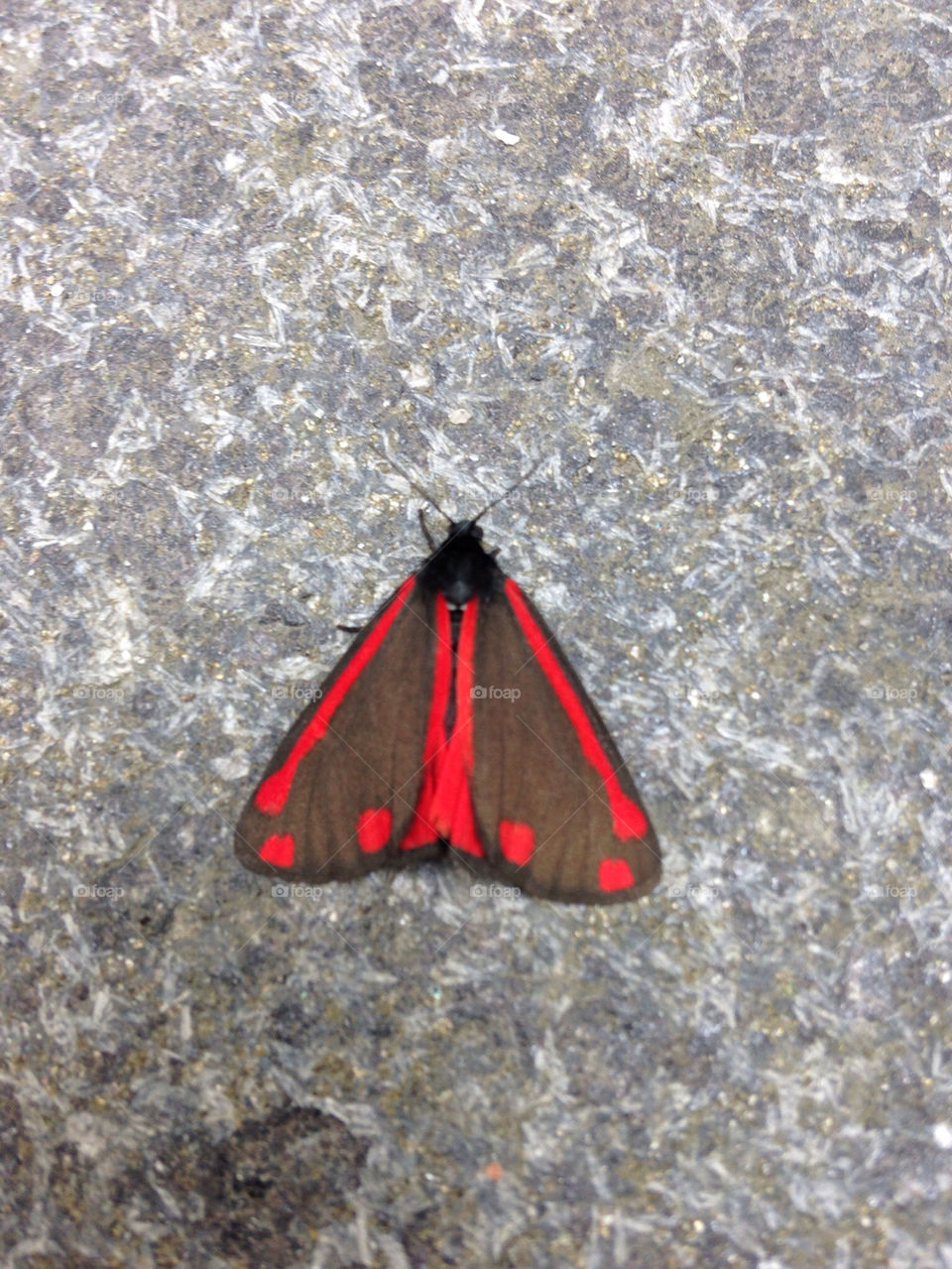 SWEDISH BUTTERFLY CALLED BASTARDVÄRMARE