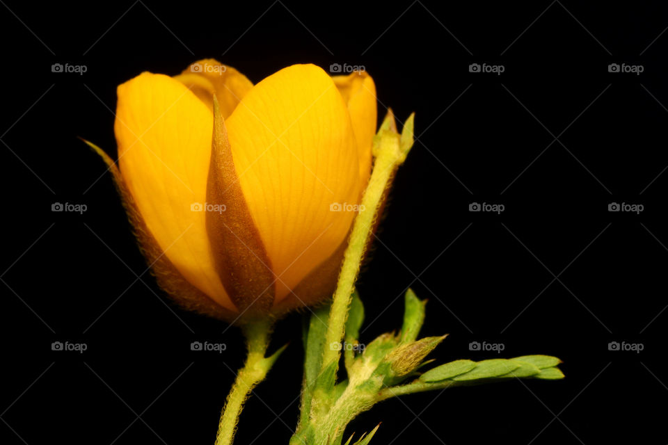 The yellow flower beautiful