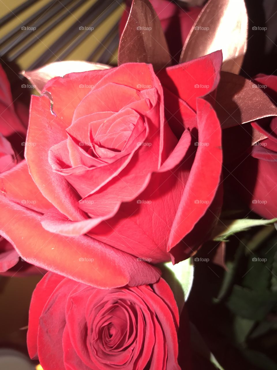 Just love red roses