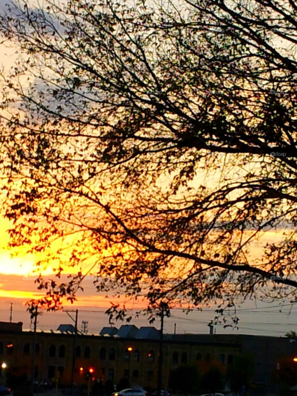 Sunset through a Leafless Tree in Autumn